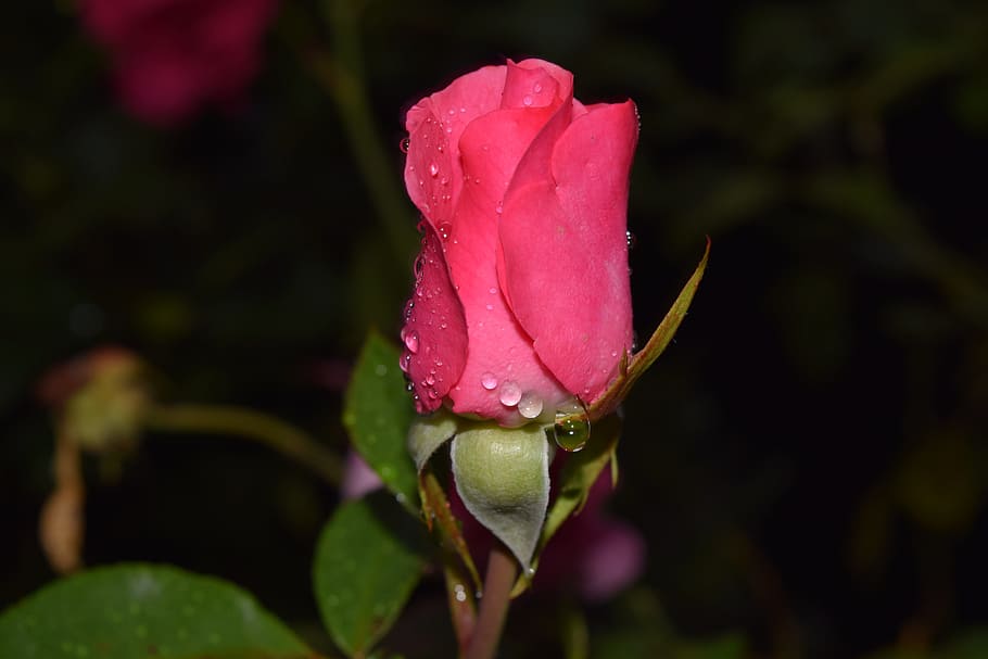 closeup, red, rose, blossom, bloom, close, bud, closed, rain, raindrop