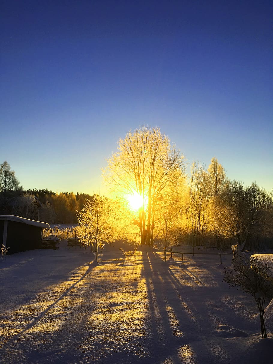 Sunrise, Morning, Winter, ultervattnet, snow, cold, frost, cold temperature, sunset, tree