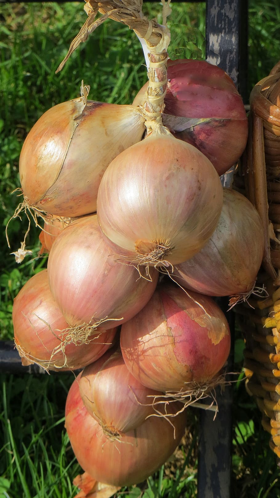 onion, vegetables, federal government, eat, food, shrub, food and drink, vegetable, healthy eating, wellbeing