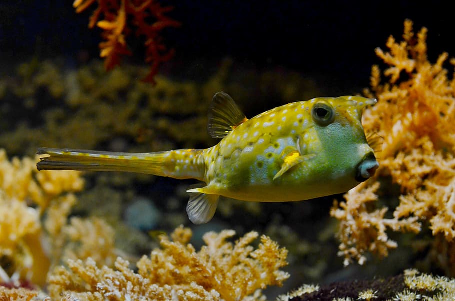 fotografi jarak dekat, hijau, ikan, kuning, itik, hewan peliharaan, ikan buntal, blowfish, bubblefish, di bawah air