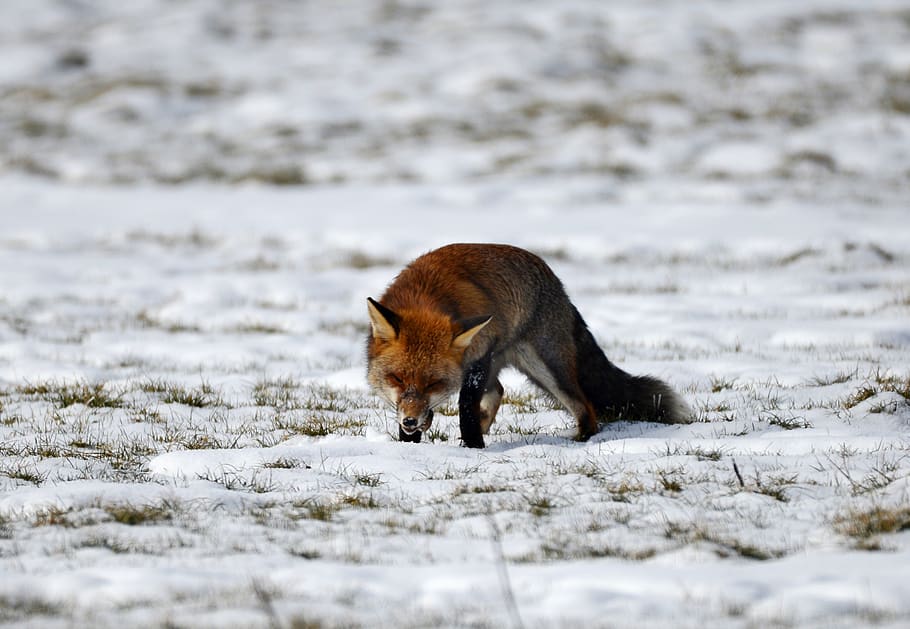 fox, predator, wild, prey, winter, snow, mammal, nature, fauna, one animal