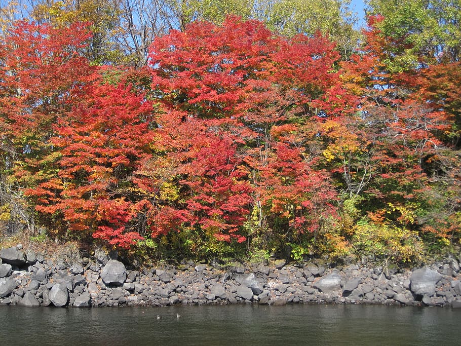 musim gugur, daun musim gugur, arboretum, warna-warni, kayu, hutan, maple, gunung, musim gugur jepang, ginkgo biloba