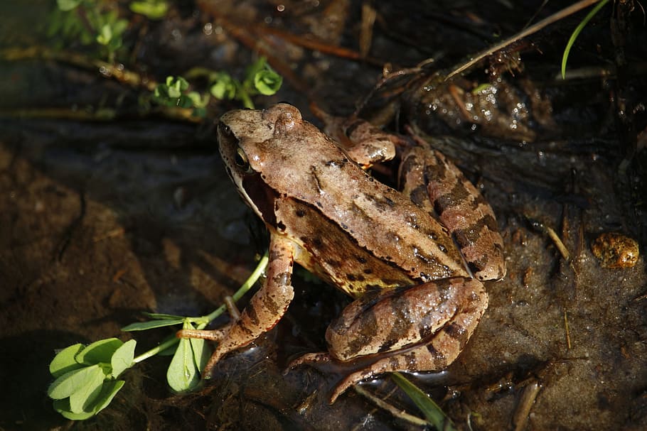 Frog, Toad, Amphibians, Anuran, Grass, aquatic animal, water, bach, green, pond