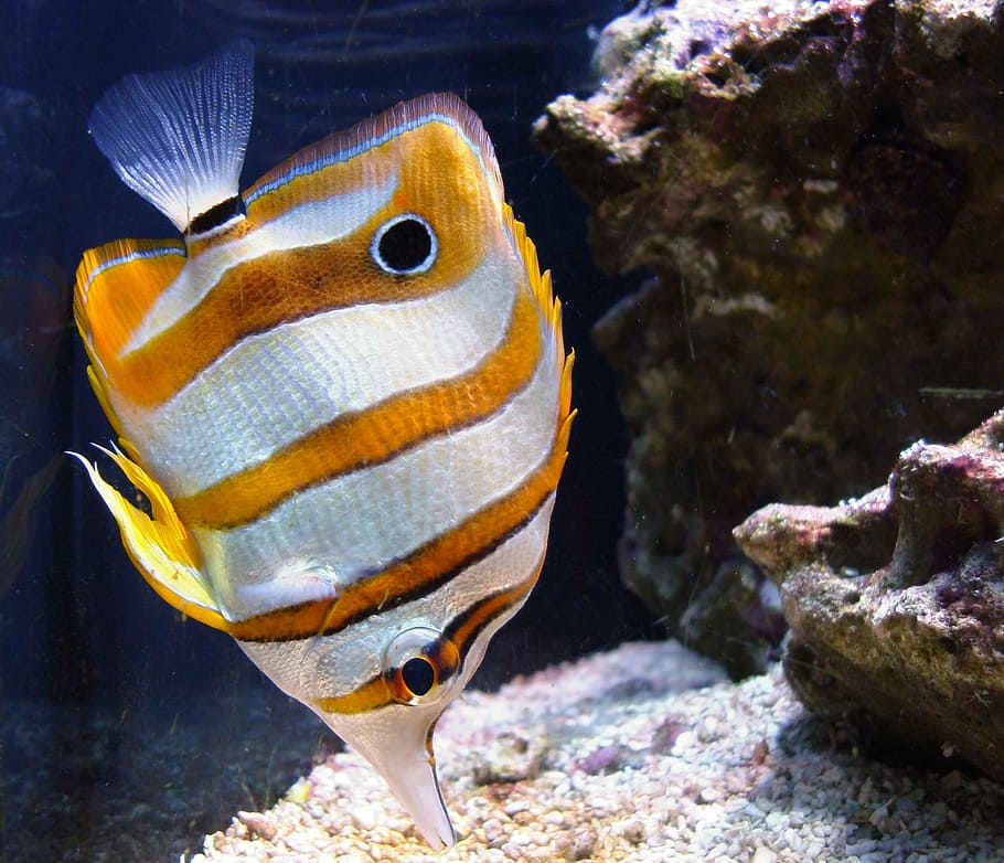 -, Copperband butterflyfish, Chelmon rostratus, 蝶の魚, 魚, 写真, パブリックドメイン, 水中, 動物, 海