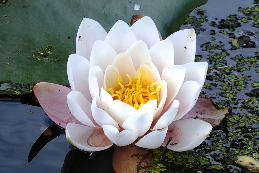 water lily, ditch, flower, summer, bloom, water plant, white, petals, plant, flowering plant