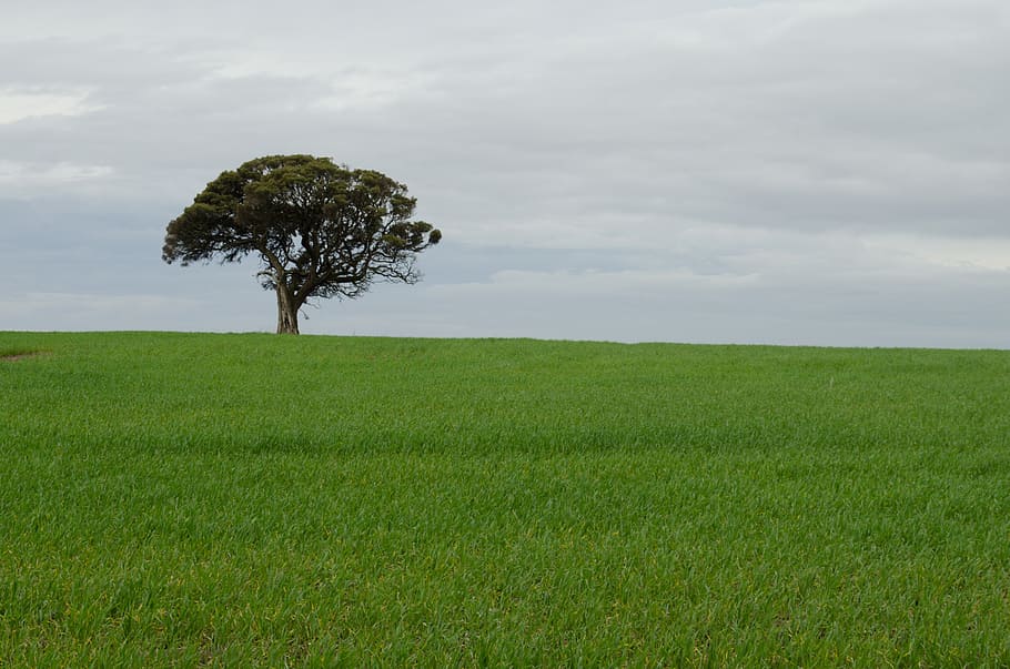 tree, alone, lonely wheat, green what, field, landscape, nature, summer, solitude, rural