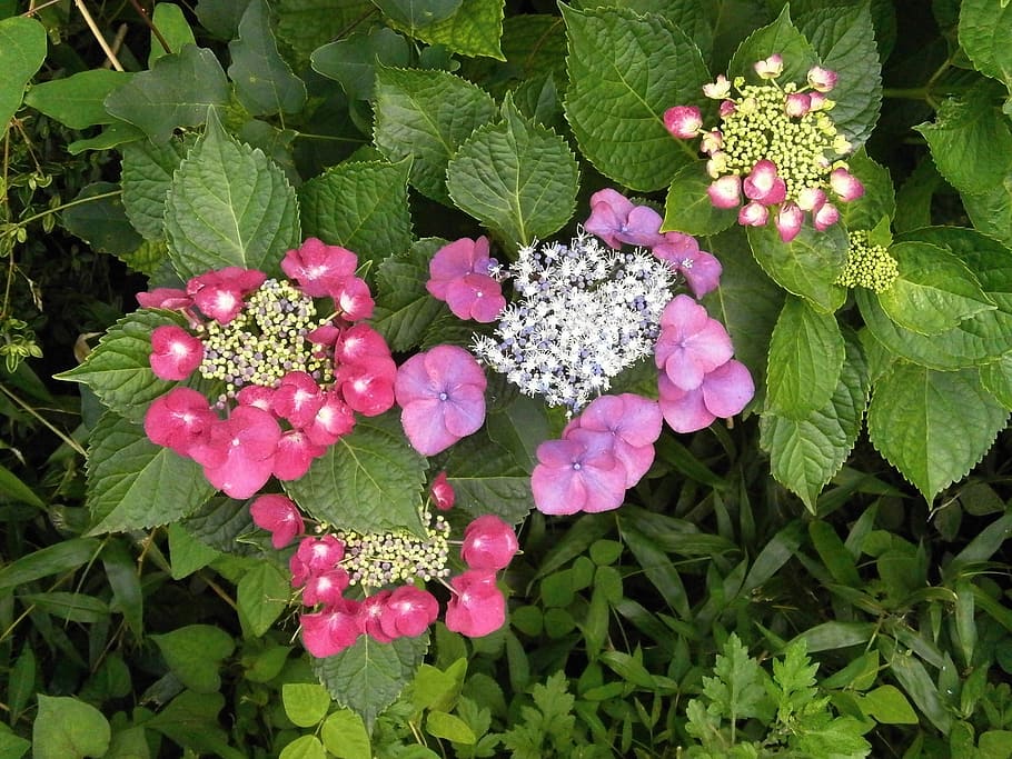 hortensias, flores moradas, flores rojas, planta, belleza en la naturaleza,  planta floreciendo, flor, crecimiento, frescura, parte de la planta | Pxfuel