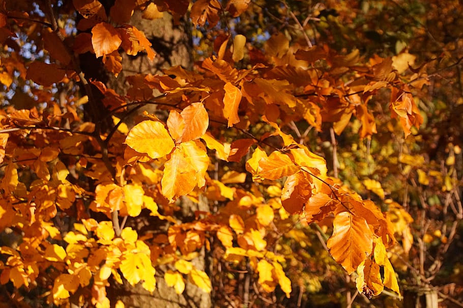 autumn, tree, bush, leaves, aesthetic, golden autumn, fall color, light, forest, autumn colours