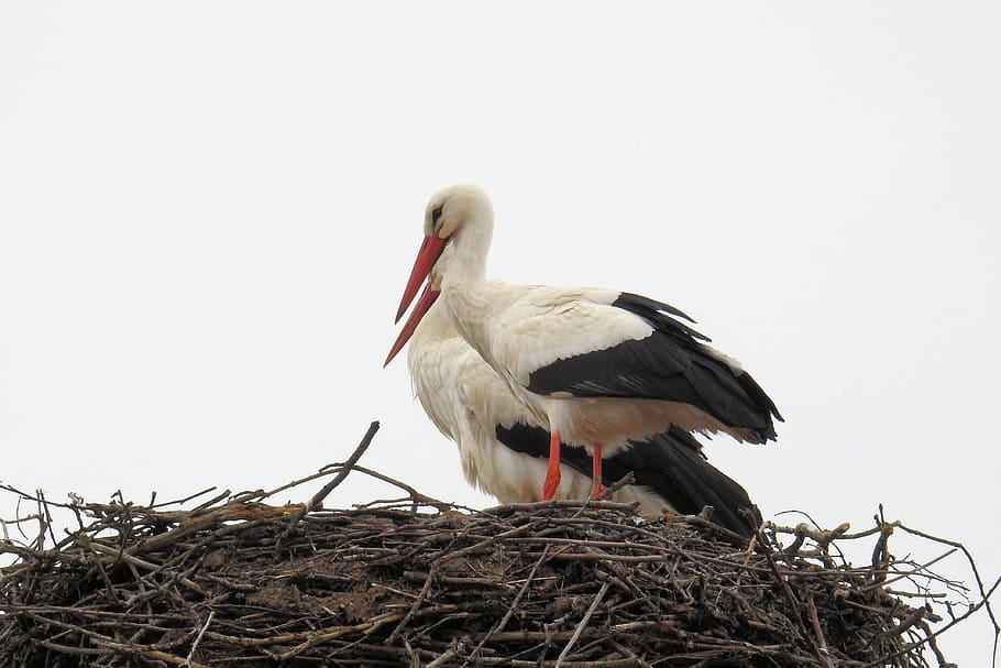 bird, nest, animal world, nature, bill, stork, stork couple, white stork, animal themes, animal nest