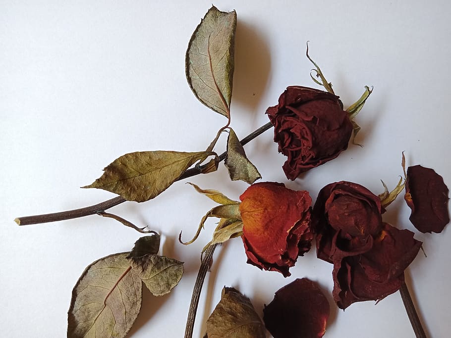 rose, old rose, flower, withered flower, red rose, nature, leaf, plant part, indoors, dry