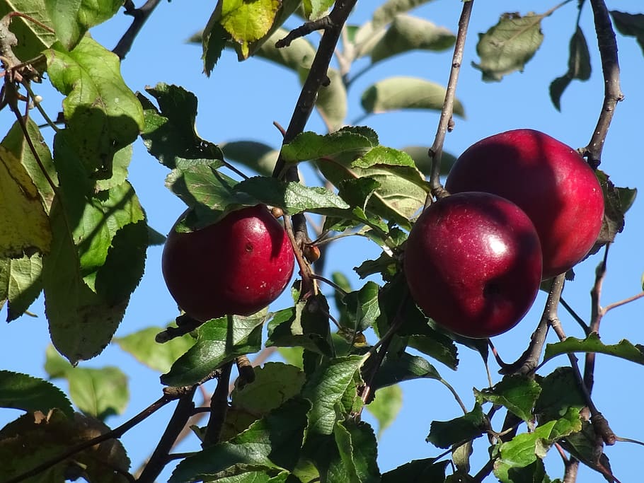 Leaves, Apple Tree, Nature, Fruit, apple, branch, red, fruits, windfall, green
