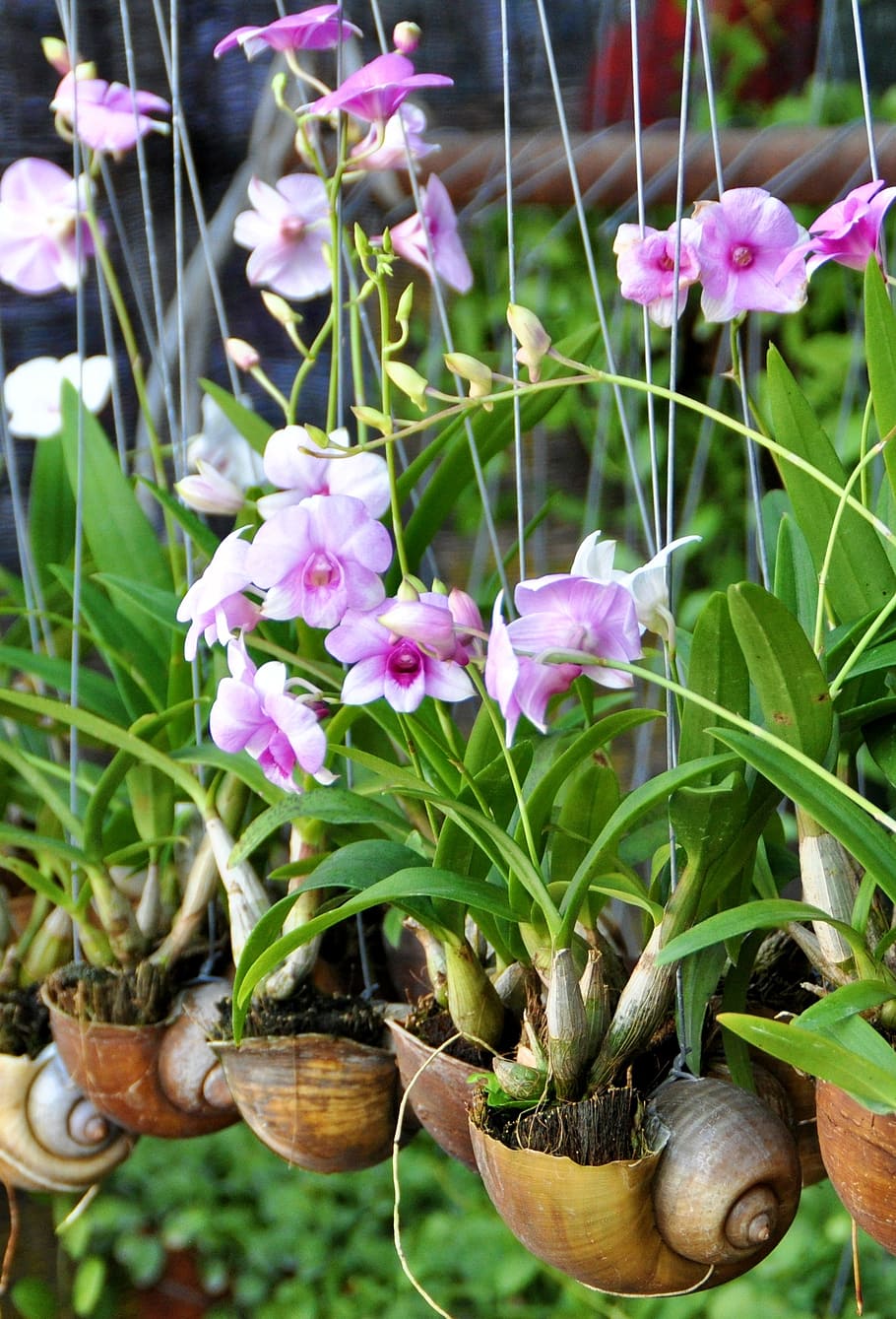 orchid, asia, shell, plant, blossom, bloom, botanical, orchid flower, relaxation, wellness