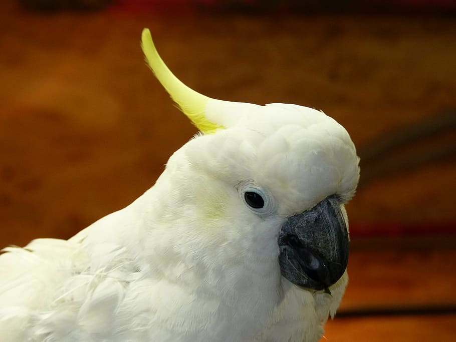 sulphur crested cockatoo, parrot, cacatua galerita, cockatoo, cacatuidae, bird, animal, white, hood, one animal