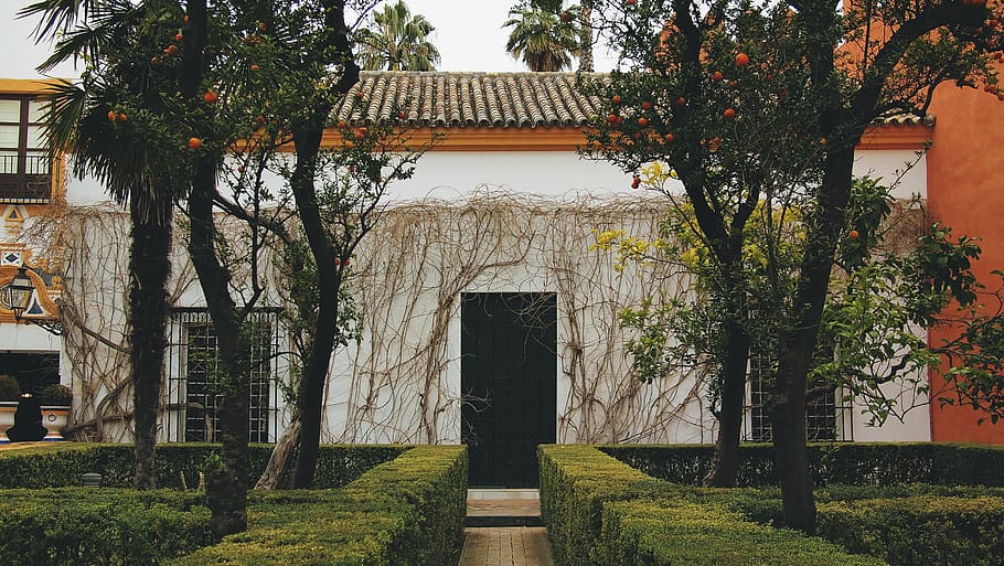 Sevilla, España, casa, arbustos, árboles, naranjas, vides, adoquines, arquitectura, planta