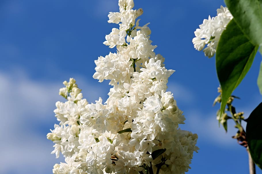 Lilás branco, Primavera, lilás, branco, flor, planta, natureza, jardim, arbusto, árvore lilás
