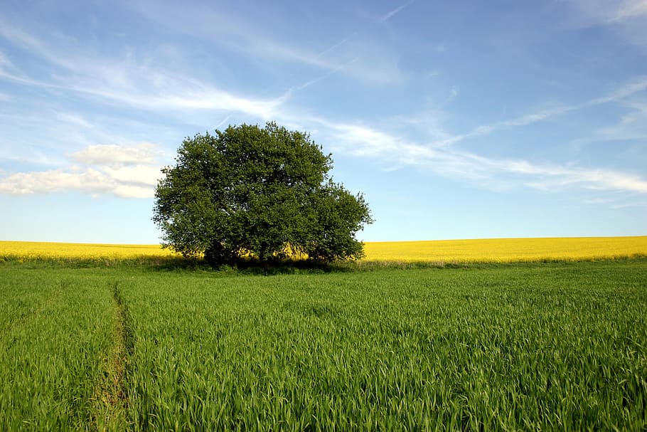 panoramic, photography, tree, field, grass, agriculture, rape, wheat, the sky, spring