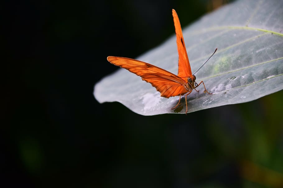 selective, focus photography, orange, butterfly, green, leaf, torch, dryas julia, insect, nature