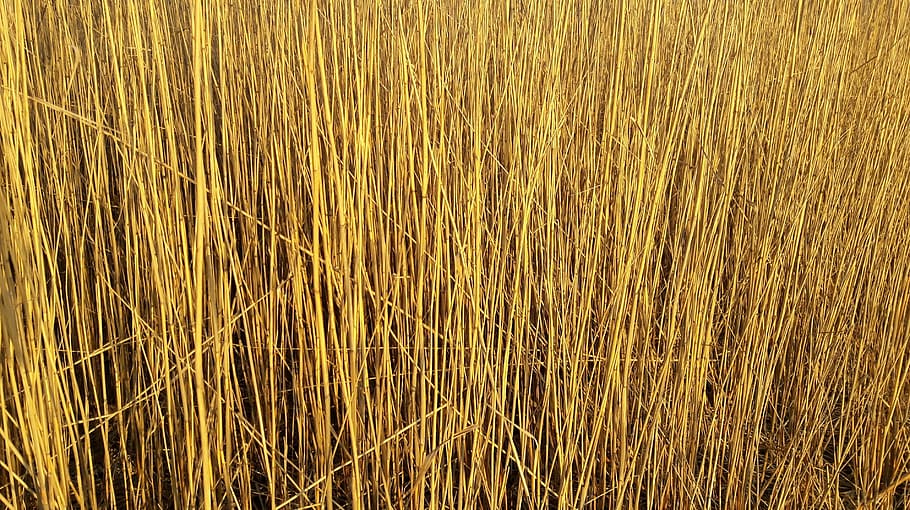 reed, schilfrohrgewaechs, phragmites australis, bank, shore plant, halme, lake, winter, autumn, backgrounds