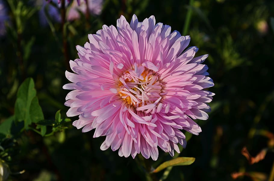 flowers, aster, autumn, astra, full bloom, plant, pink, closeup, autumn flowers, nature