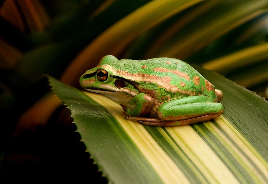 frog, leaf, green, resting, animal, wild, nature, eye, ecosystem, croak