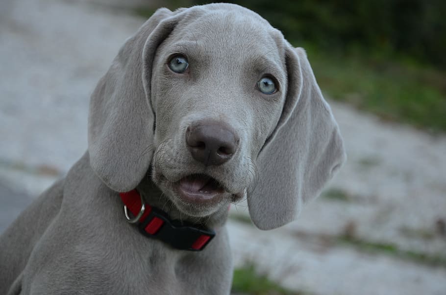 grey, weimaraner puppy close-up photography, dog, puppy, hound, weimaraner, eyes, tenderness, muzzle, sweet