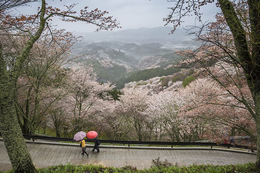 two, person, walking, road, surrounded, cherry, blossom, tree, daytime, landscape