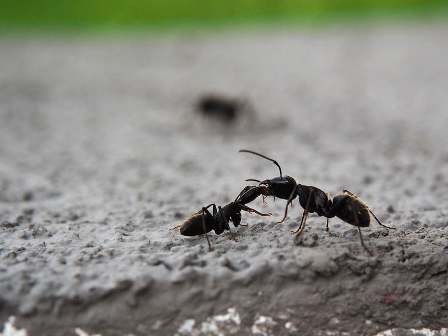 hormigas, partes, hormiga, naturaleza, insecto, cerca, población de hormigas, jardín, pared, invertebrado