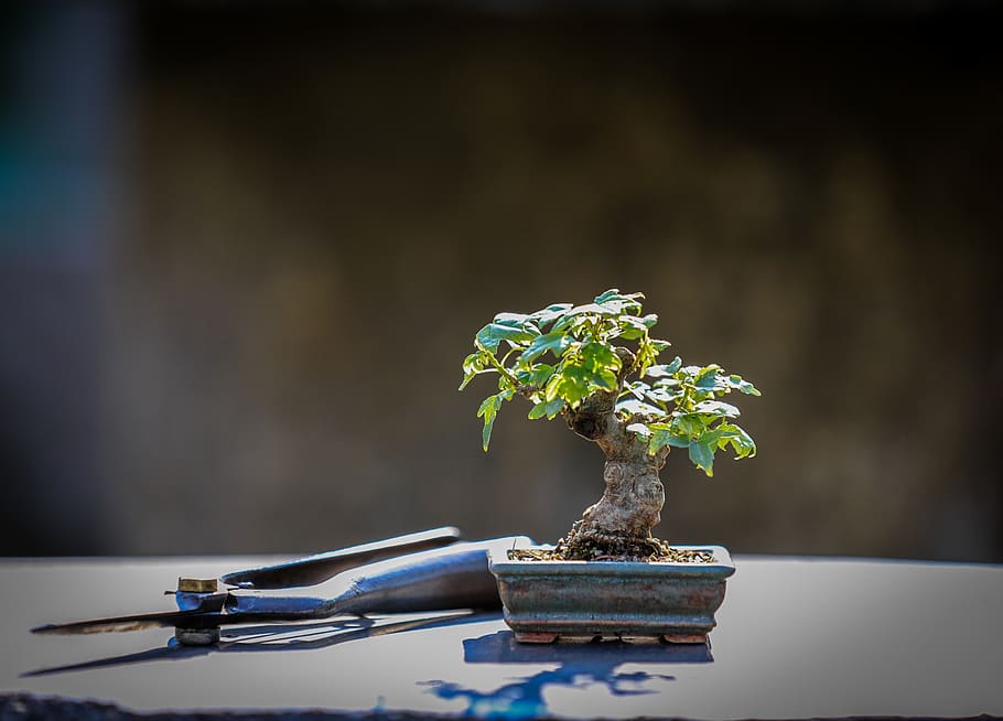 bonsai, wood, maple, flora, macro, nature, japan, zen, garden, green |  Pxfuel