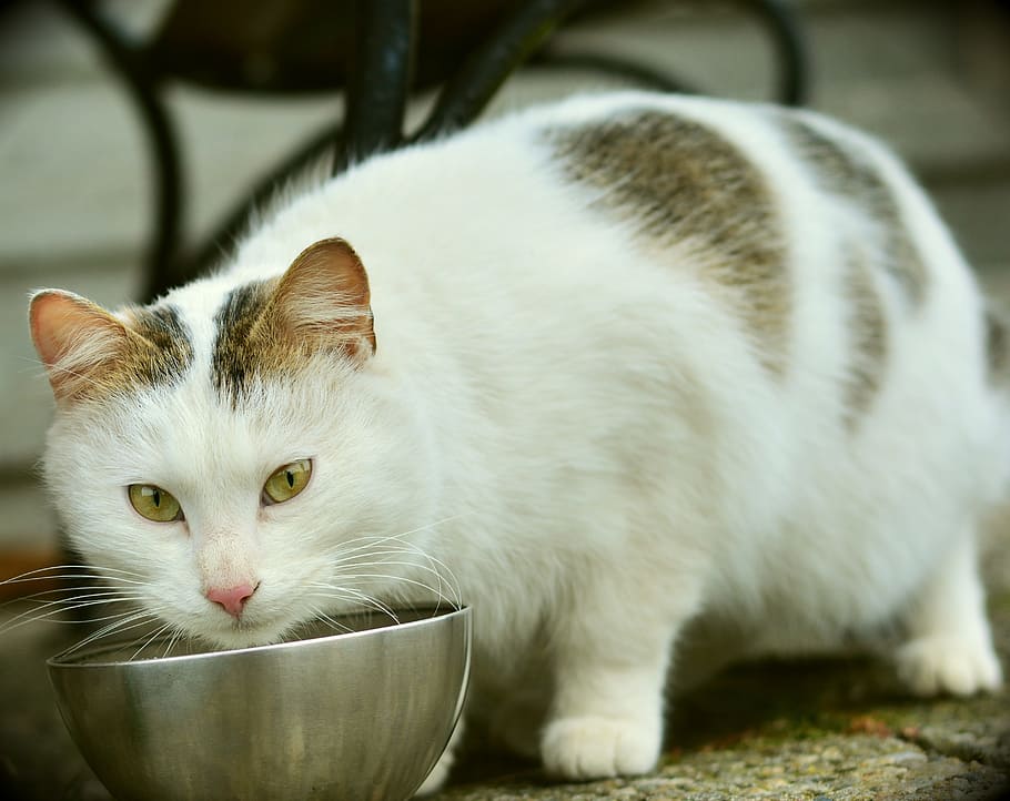 selective, focus photography long-haired, white, brown, cat, eating, bowl, mammal, cute, animal