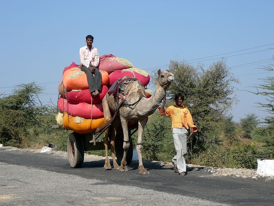 India, Transportasi, Gurun, Kapal, kapal gurun, kelebihan muatan, lalu lintas, panjang penuh, jalan, dua orang