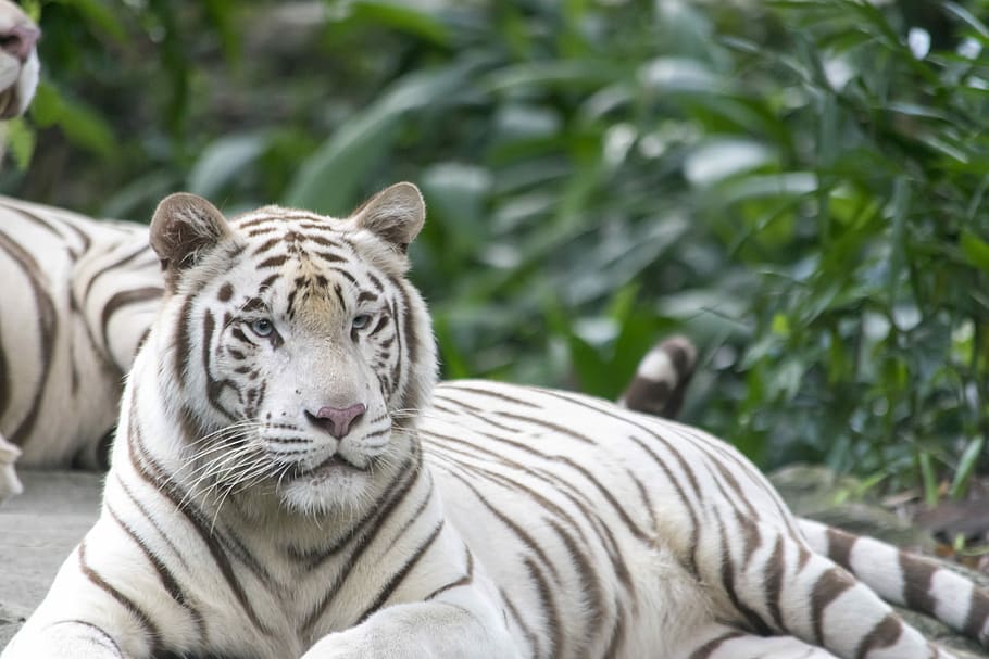 albino tiger, lying, ground, White Tiger, Tigers, Cat, Feline, Animal, lying down, striped