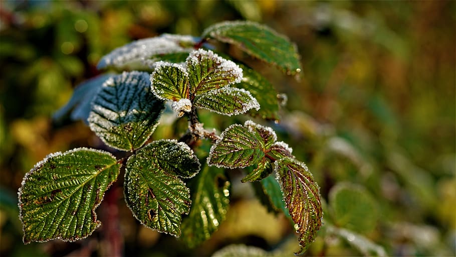 background, hoarfrost, frost, cold, eiskristalle, blackberry leaves, branch, december, frost weather, colorful