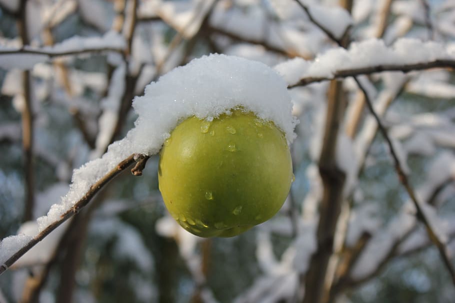 apple, winter, snow, green, apple tree, white, fruit, leaves, nature, vitamins