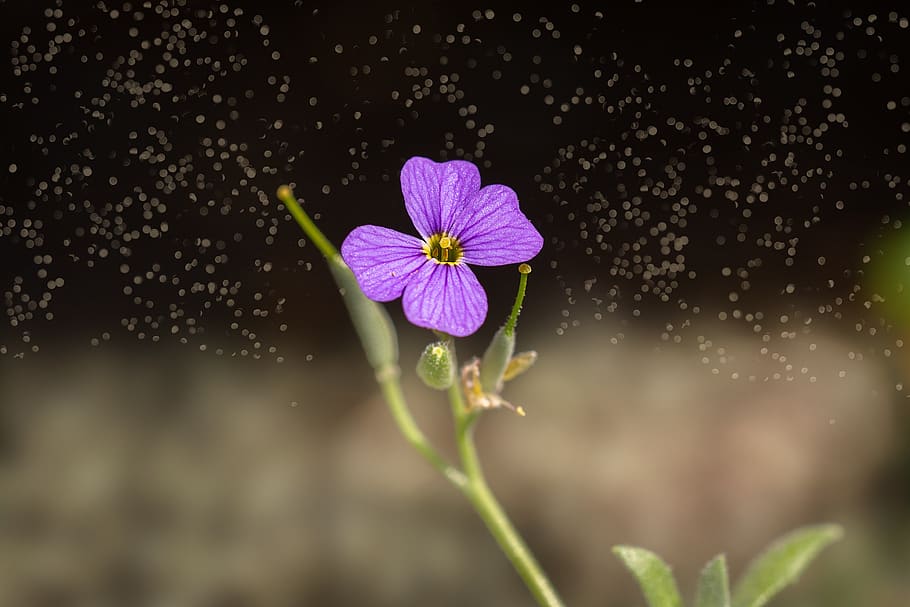 flor, violeta, flor violeta, pequeña, pequeña flor, tierno, floración, flor morada, naturaleza, flora