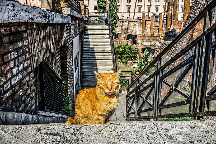 Naranja, atigrado, sentado, escalera, gato, felino, Kitty, Roma, romano, Italia
