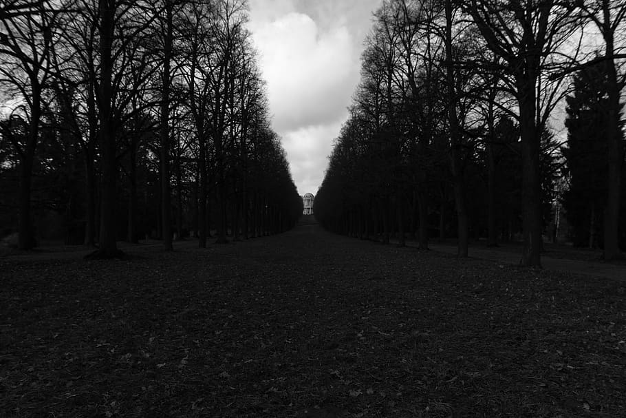 path, trail, trees, black and white, tree, plant, tranquility, land, nature, sky