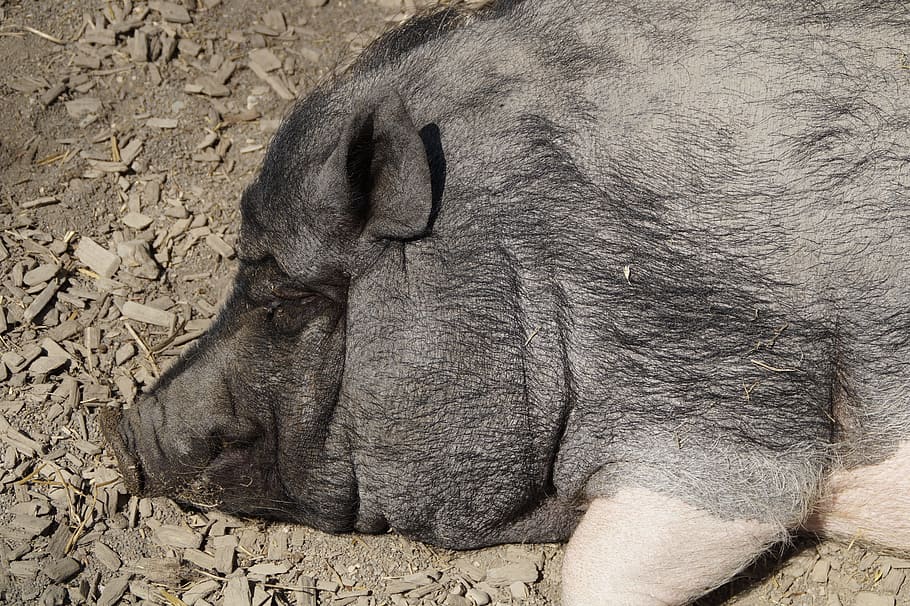 Head, Miniature Pig, Piglet, pig, pot bellied pig, farm, thick, face, enjoy, luxury