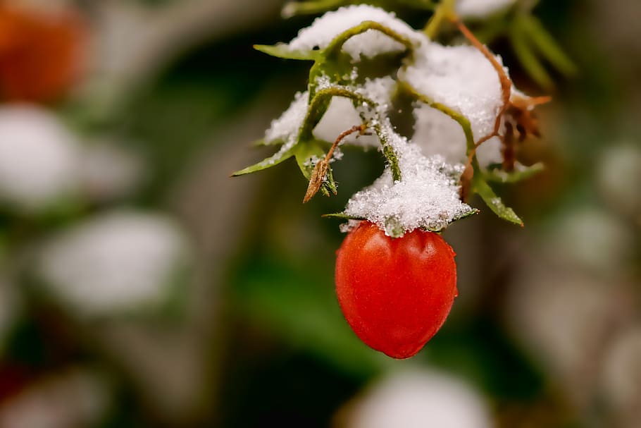 nature, vegetables, tomatoes, snow, snow cover, earlier wintereinbruch, winter blast, food, healthy, fresh