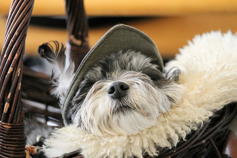 white, black, shih tzu puppy, sleeping, basket, dog, dog snout, fur, sleep, medieval