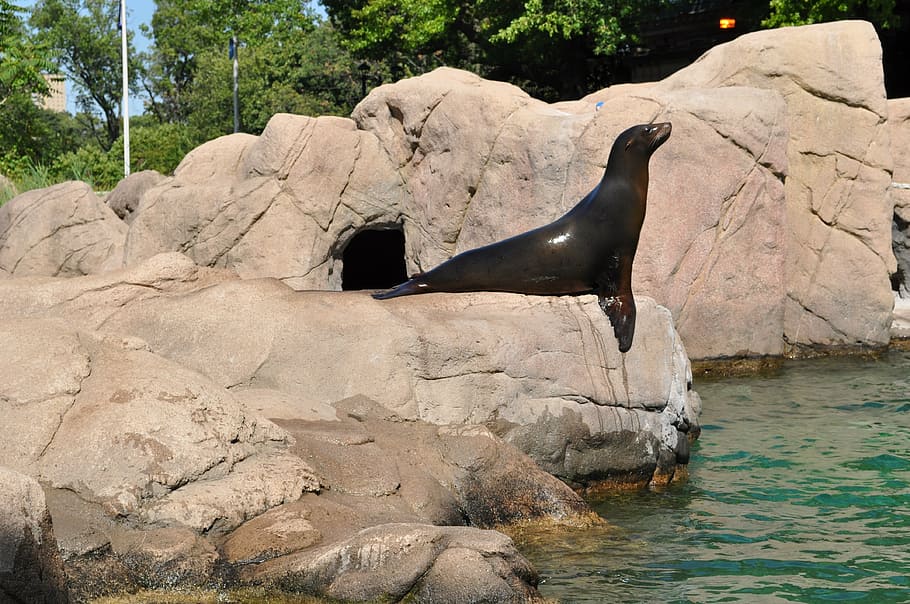 fur seal, zoo, seal, nature, training, dolphinarium, rock - object, rock, solid, animal