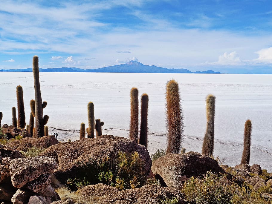 Salar De Uyuni, Salt, Desert, the salar de uyuni, uyuni, salt desert, cacti, bolivia, nature, cactus