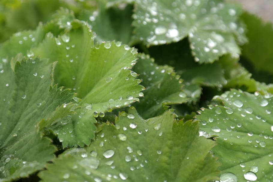 plant, water dews, sharp lappiger lady's mantle, leaves, raindrop, drip, drop of water, dewdrop, green, leaf