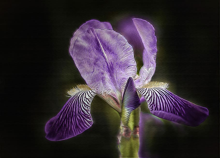purple iris flower, iris, lily, purple, flower, nature, plant, garden, color, summer