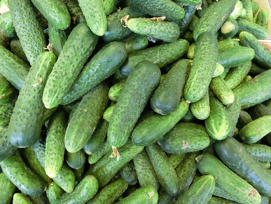 cucumber lot, cucumbers, vegetables, healthy, food and drink, green color, food, freshness, vegetable, healthy eating