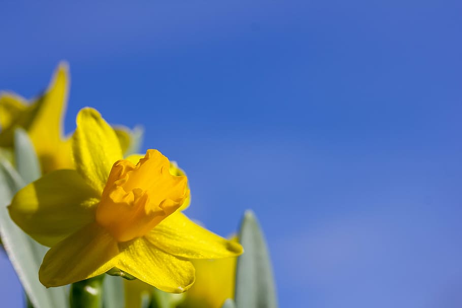 easter lilies, easter, blue sky, spring, flower, nature, yellow, plant, blue, springtime