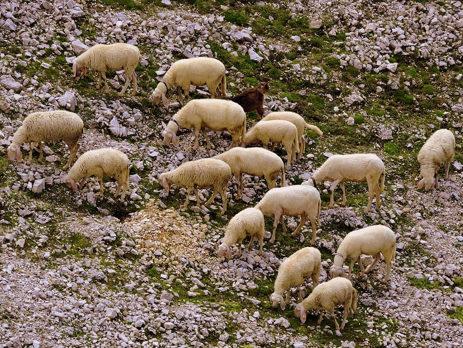 Flock, Sheep, Animal, nature, large group of animals, outdoors, animal wildlife, day, livestock, domestic animals