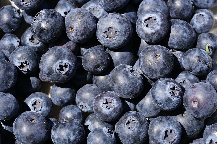 blueberries, vaccinium myrtillus, berries, dark blue, black blue, blueberry, black berry, moll berry, wild berry, berry