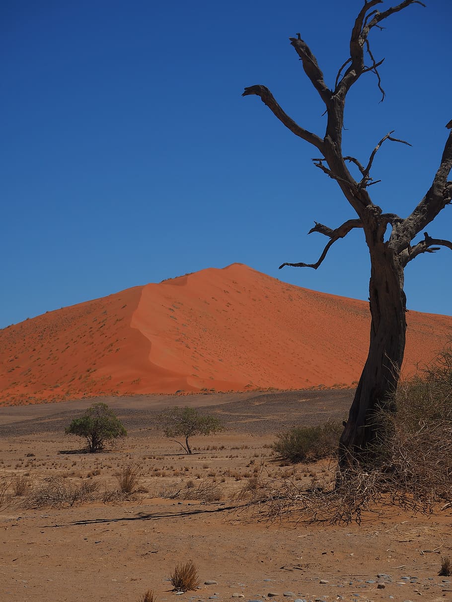 Namibia, arena de roter, soledad, desierto, paisaje, cielo, paisajes: naturaleza, medio ambiente, tierra, planta