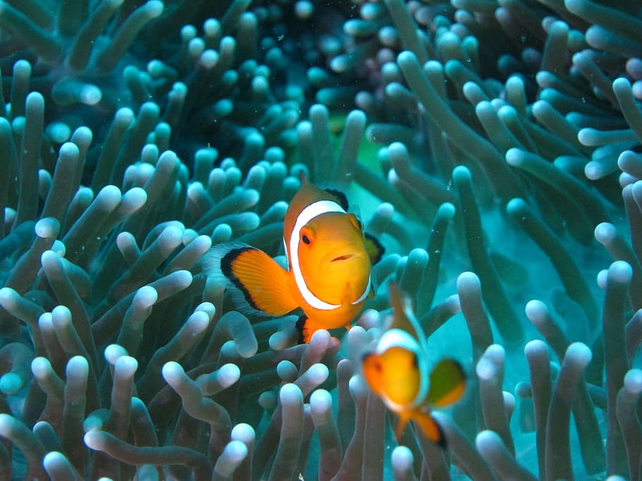 Clownfish, Diving, Anemone, undersea, sea, fish, underwater, clown fish, animal wildlife, animals in the wild