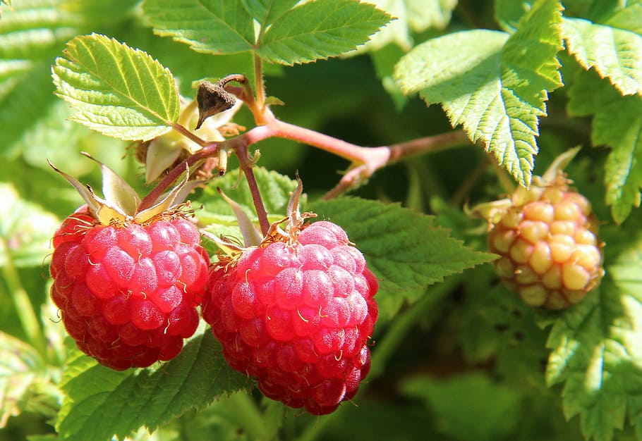 two raspberry fruits, berries of a raspberry, raspberry bush, food, closeup, fruit, red, ripe, leaf, nature